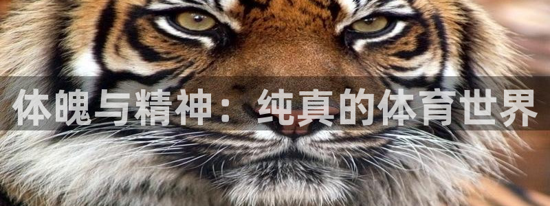体魄与精神：纯真的体育世界